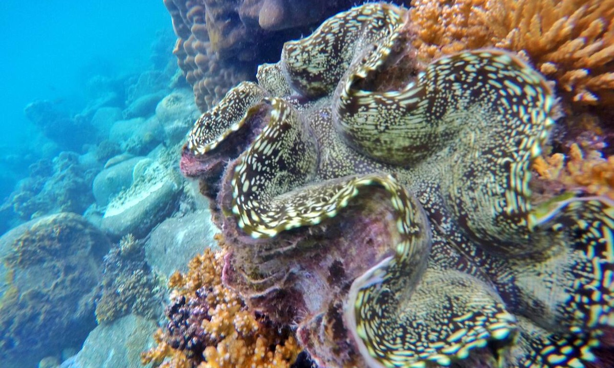 Pulau Perhentian Besar Resort | Perhentian Island Resort