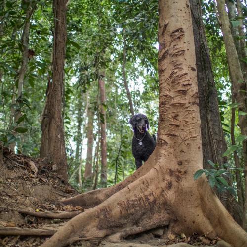 Morong House | Rainforest Nest - KAHILOM, SAYA, JIVA Nest with Self-Service Breakfast, Outdoor Dining, Bats!