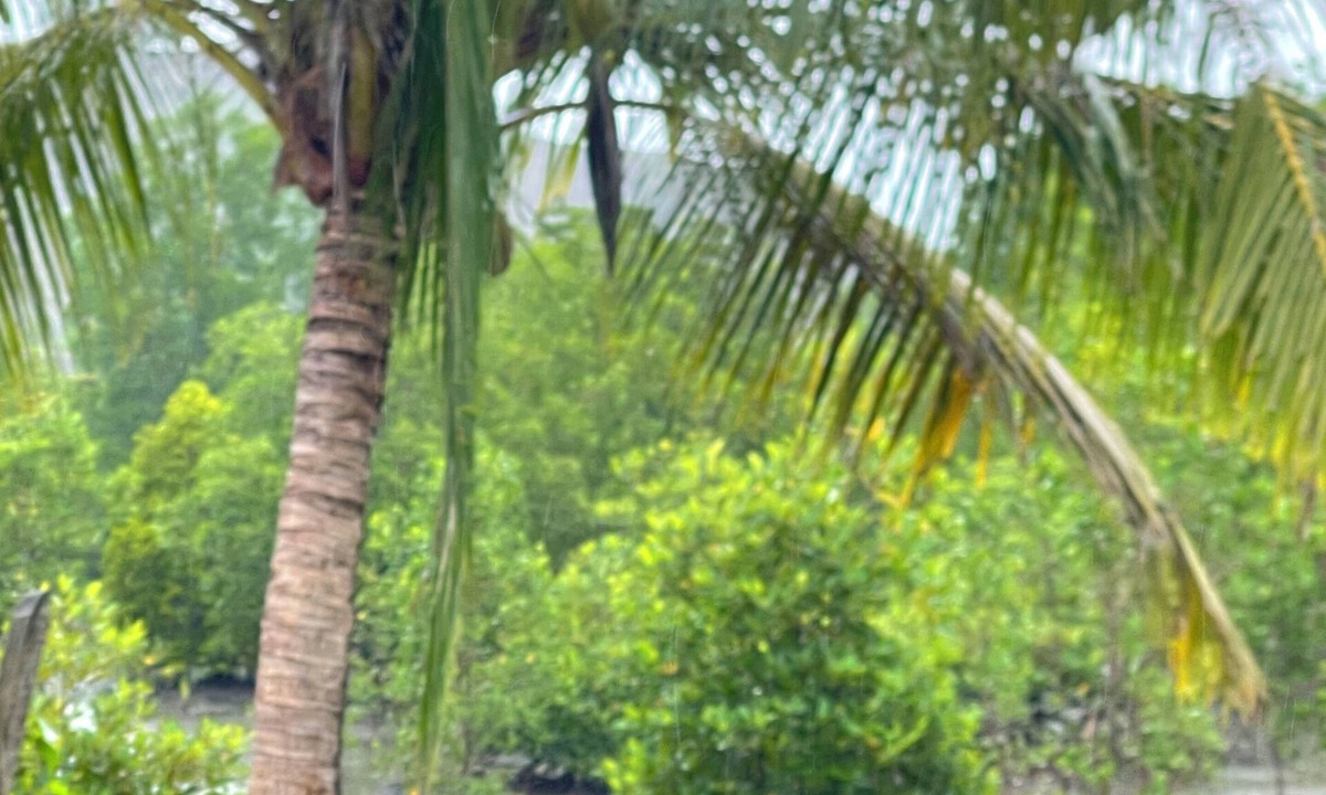 Kampung Kedawang Apartment | White Villa @ Mangrove