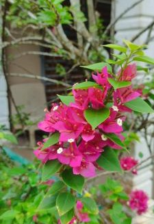 Kampung Guar Resort | Anjung Afilia 2