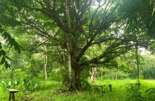 Western Visayas House | Balay Hilway - Cozy Rustic Cabin