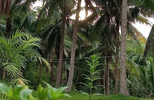 Laiya Other | Campo De Laiya