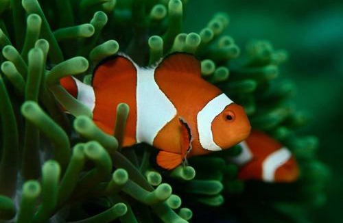 San Luis Resort | Dive and Trek Resort and Marine Sanctuary