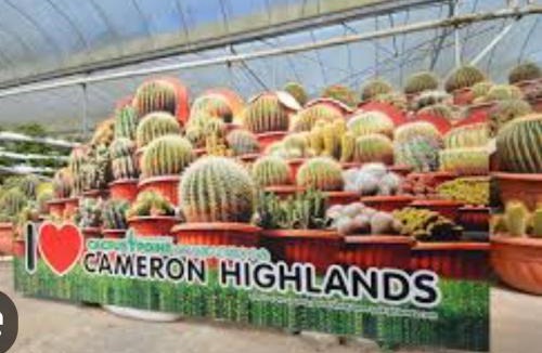 Brinchang House | Forever Green cameron