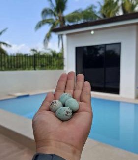 Panglao Bed & Breakfast | Isla Del Mar Villas