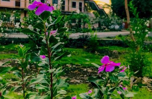 Moalboal Hotel | La Plumerias