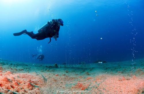 Dauin Hostel | La Tortue Diving Resort Dauin