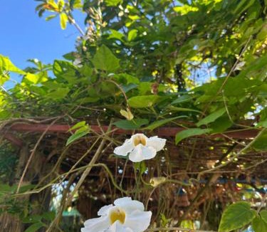 Baler Resort | Lotus Sun & Waves Beach Resort