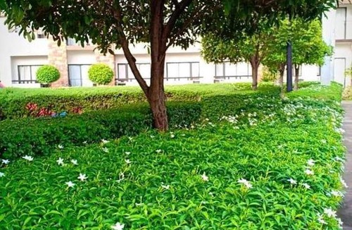 Davao Apartment | ONE OASIS DAVAO a4 FREE POOL 3 MIN WALK SM MALL