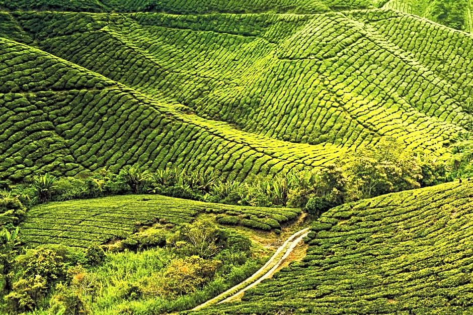 Photo of Outdoor in Tanah Rata