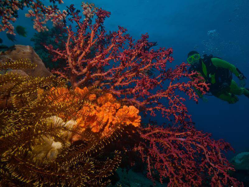 Photo of Others in Zamboanguita