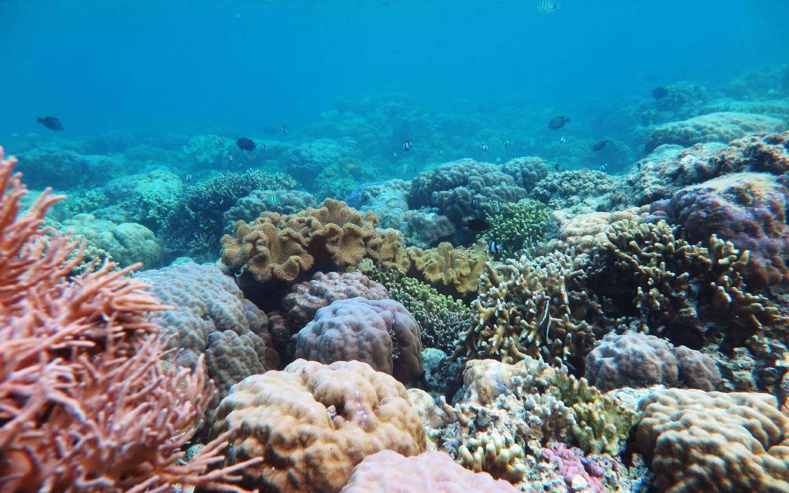 Photo of Others in Moalboal