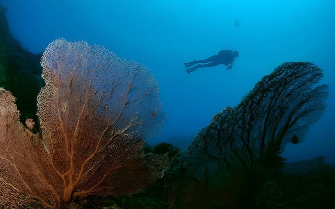 Photo of Others in Anilao