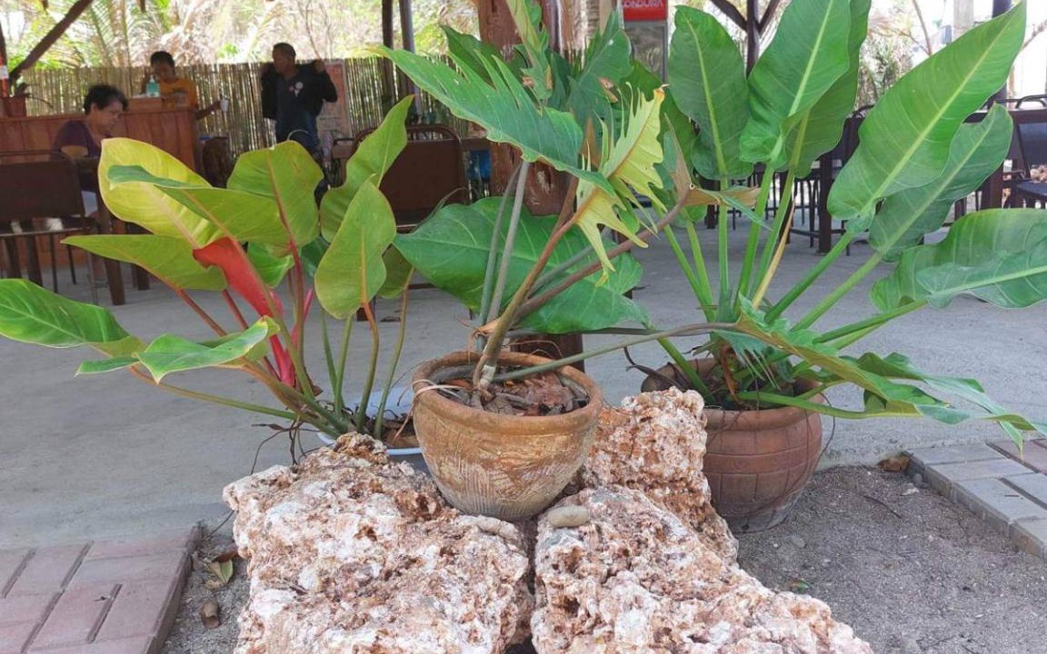 Photo of Others in Bolinao
