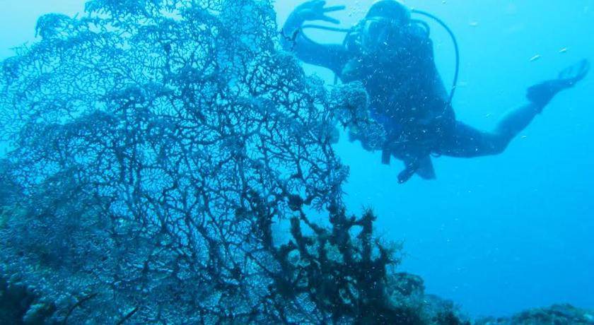 Photo of Others in Anilao