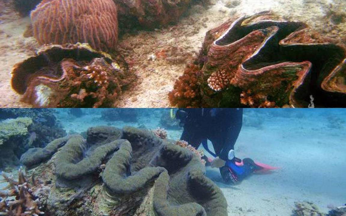 Photo of Others in Puerto Galera