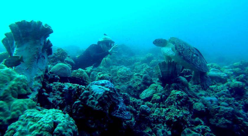 Photo of Others in Moalboal