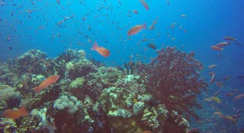 Photo of Others in Anilao