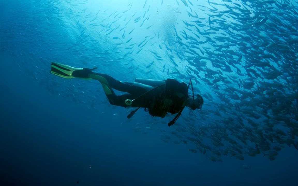 Photo of Others in Anilao