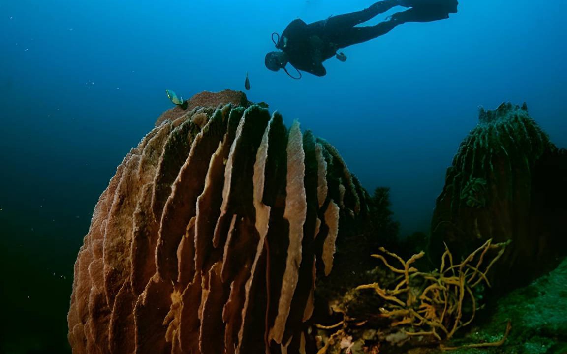 Photo of Others in Anilao