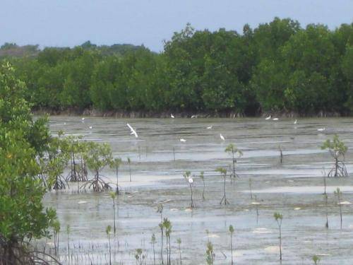 Photo of Others in Olango Island