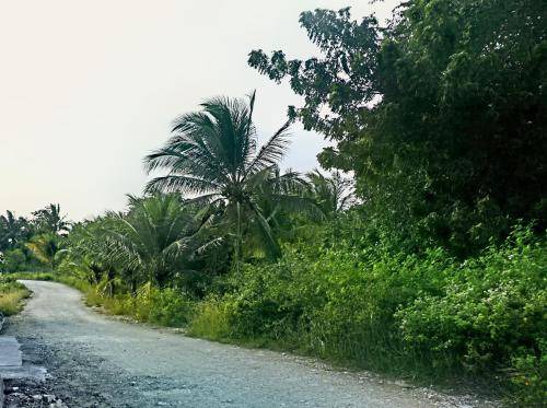 Photo of Others in Moalboal