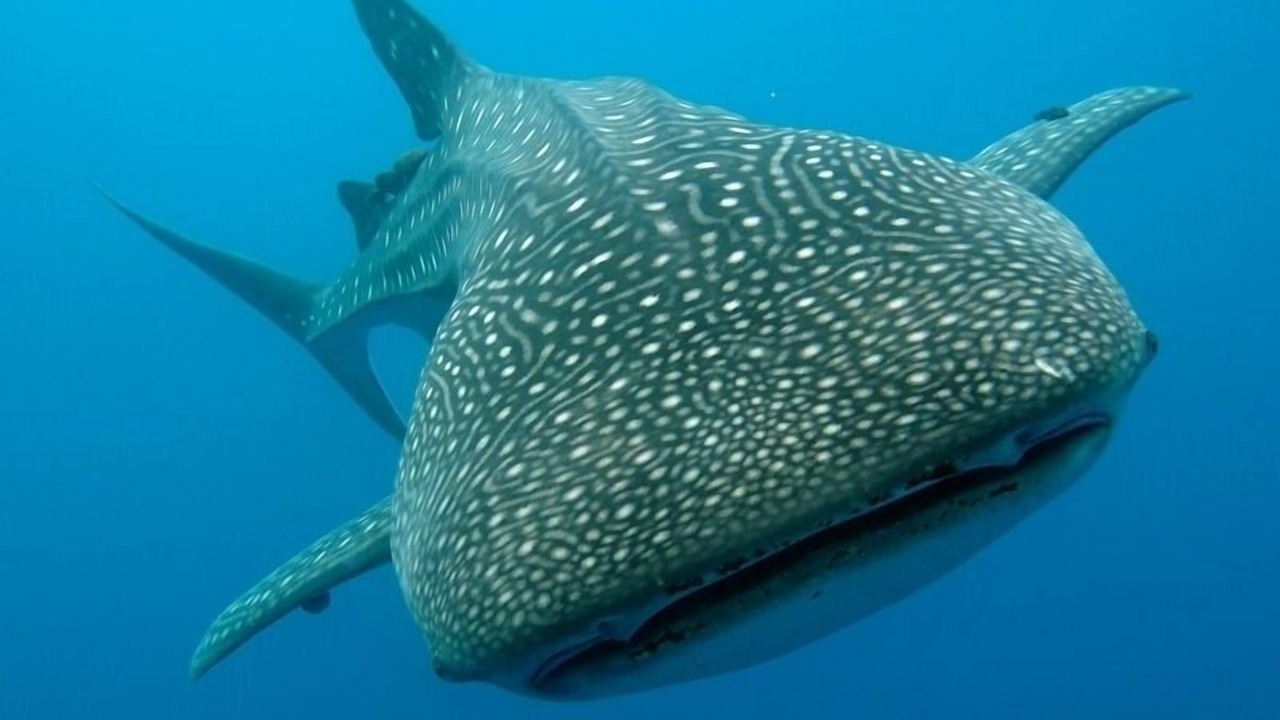 Photo of Others in Moalboal