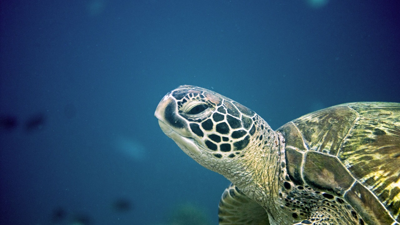 Photo of Others in Moalboal