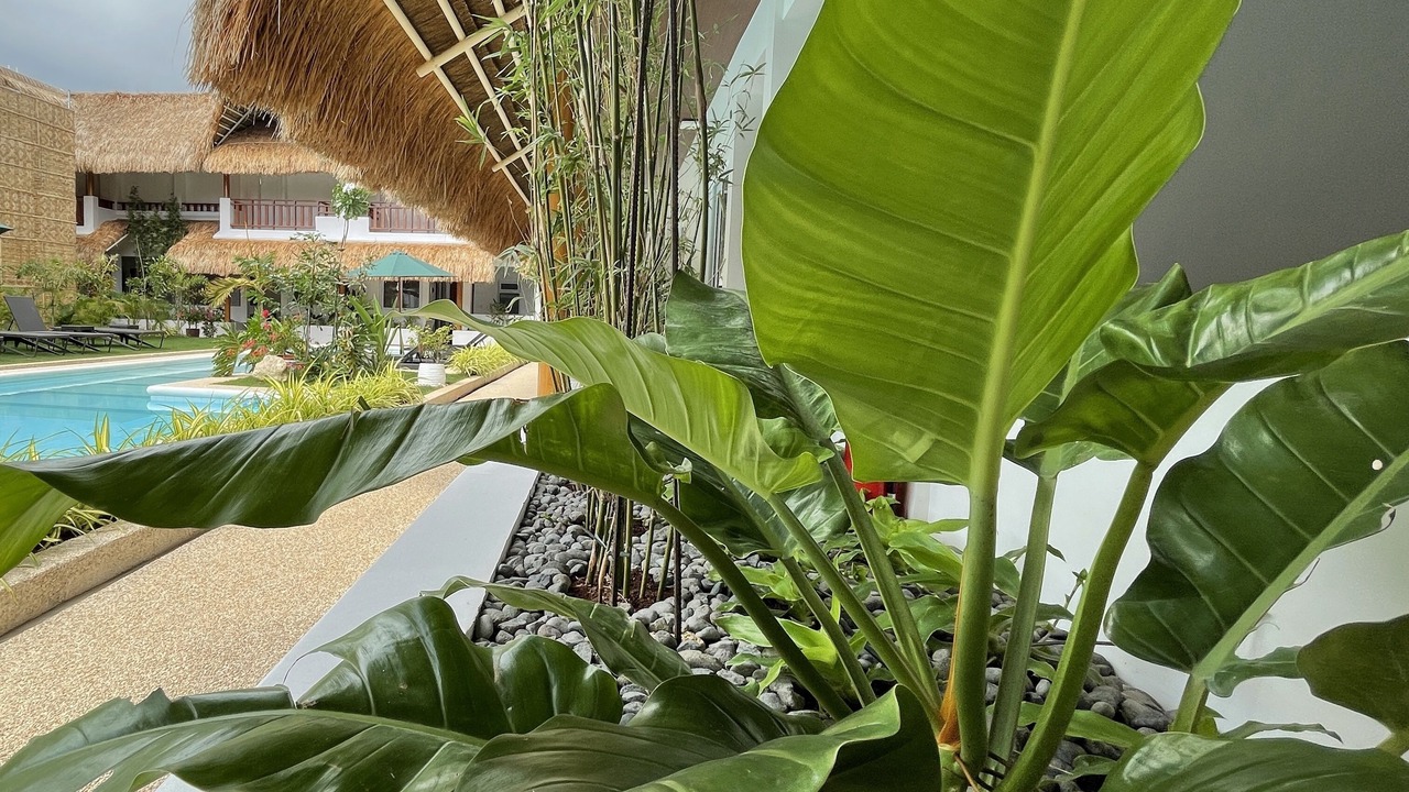 Photo of Outdoor in Danao