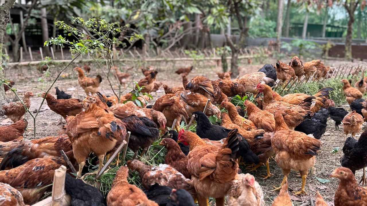 Photo of Others in Ibaan