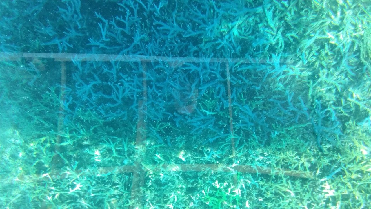 Photo of Outdoor in General Luna