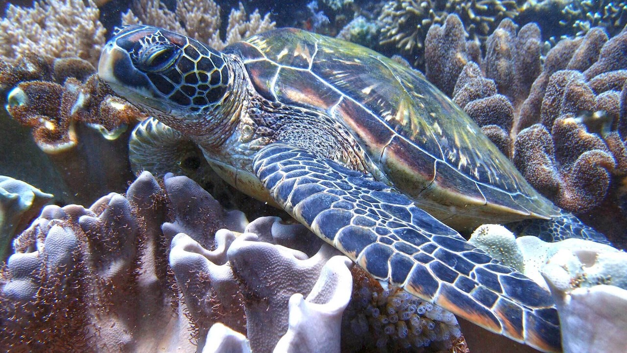Photo of Others in Puerto Princesa City Centre