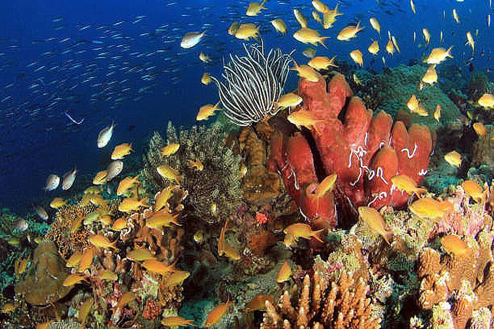 Photo of Outdoor in Moalboal