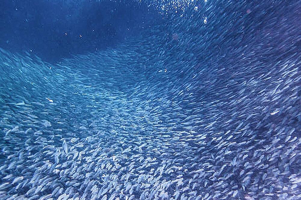 Photo of Others in Moalboal