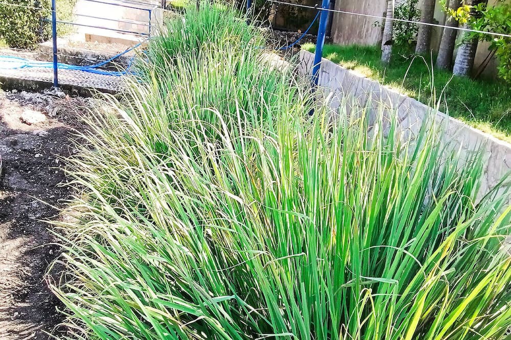 Photo of Outdoor in Moalboal