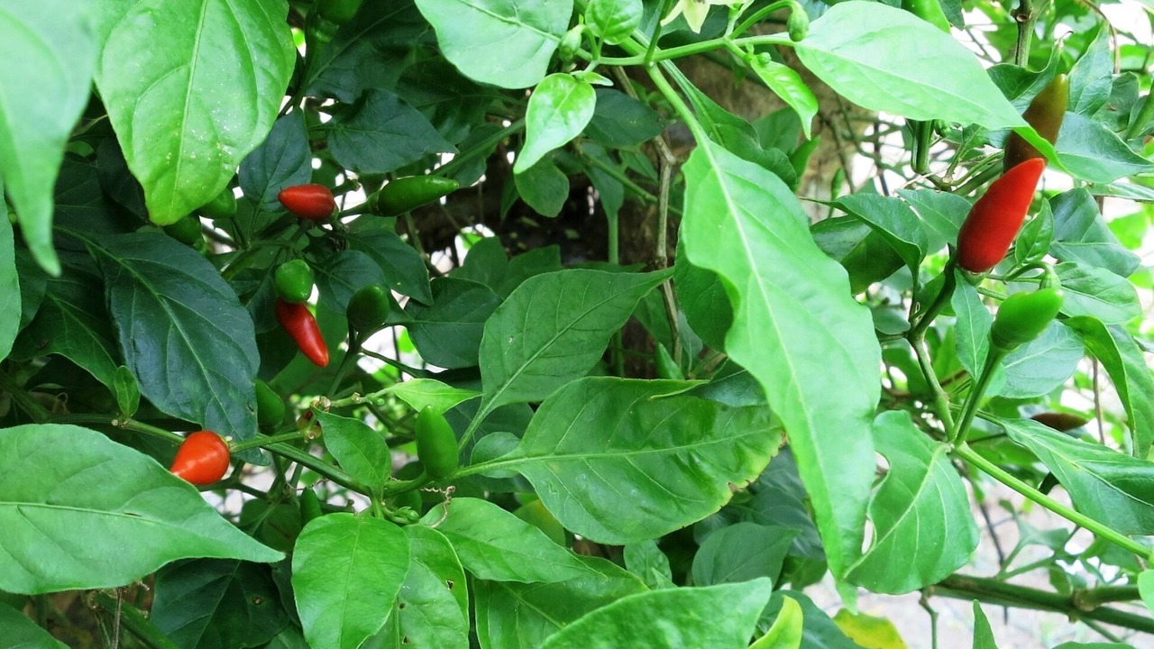 Photo of Outdoor in Nabunturan