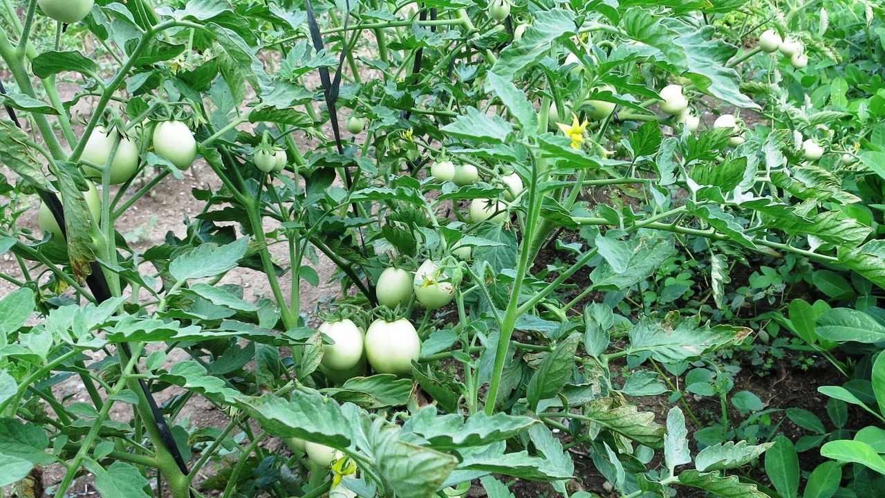 Photo of Outdoor in Nabunturan