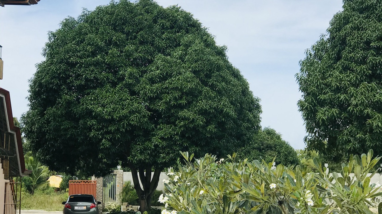 Photo of Outdoor in Moalboal