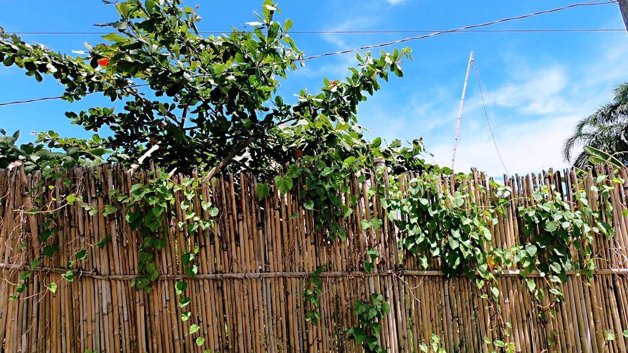 Photo of Outdoor in San Pedro