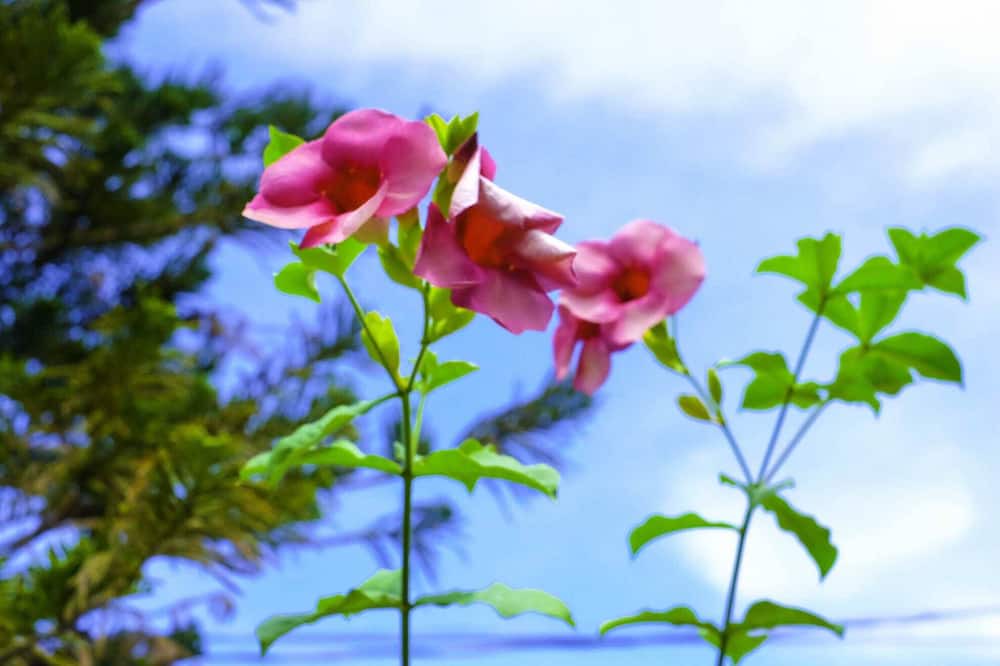 Photo of Outdoor in Imus