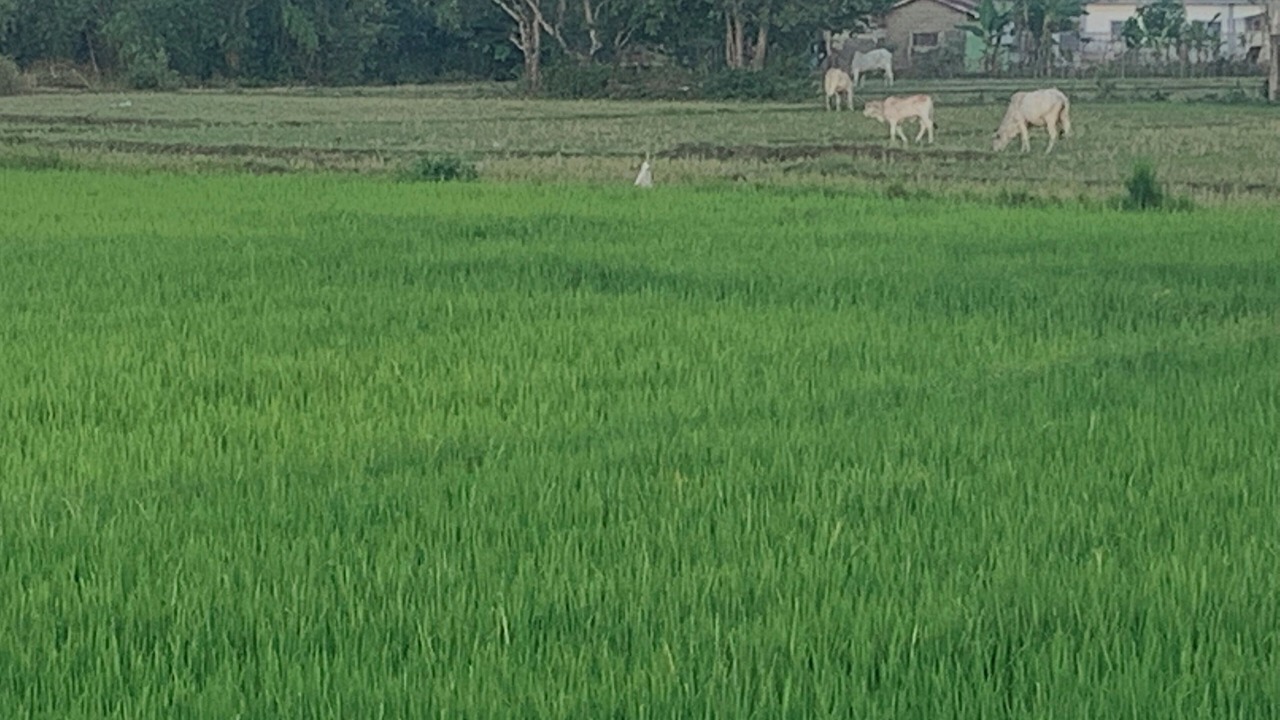 Photo of Outdoor in Bugallon