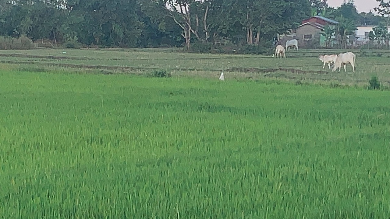 Photo of Outdoor in Bugallon