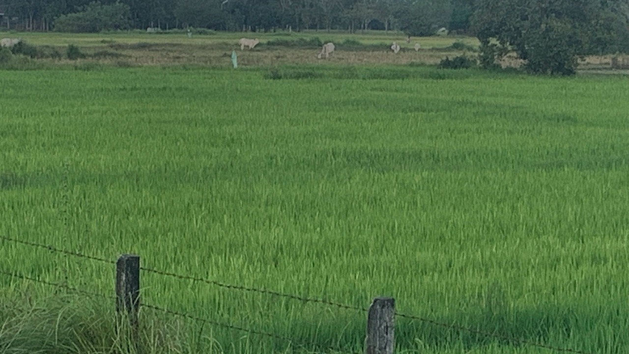 Photo of Outdoor in Bugallon