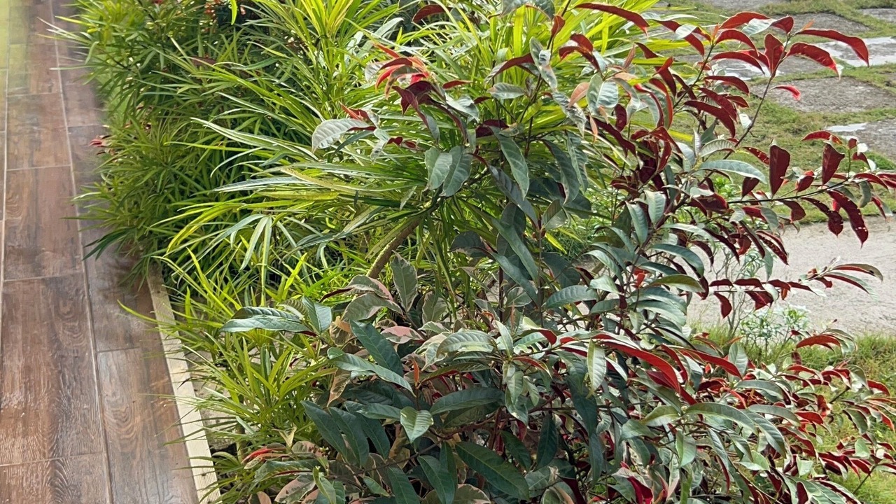 Photo of Outdoor in Batuan