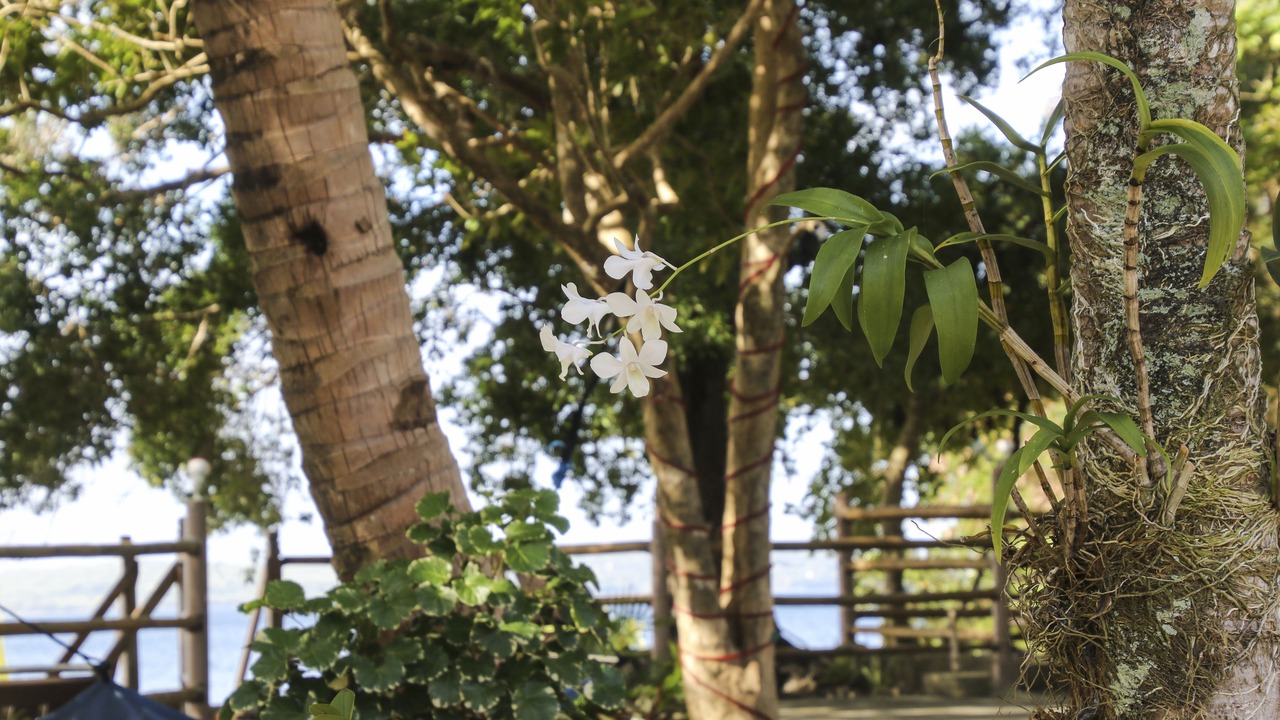 Photo of Outdoor in Calape
