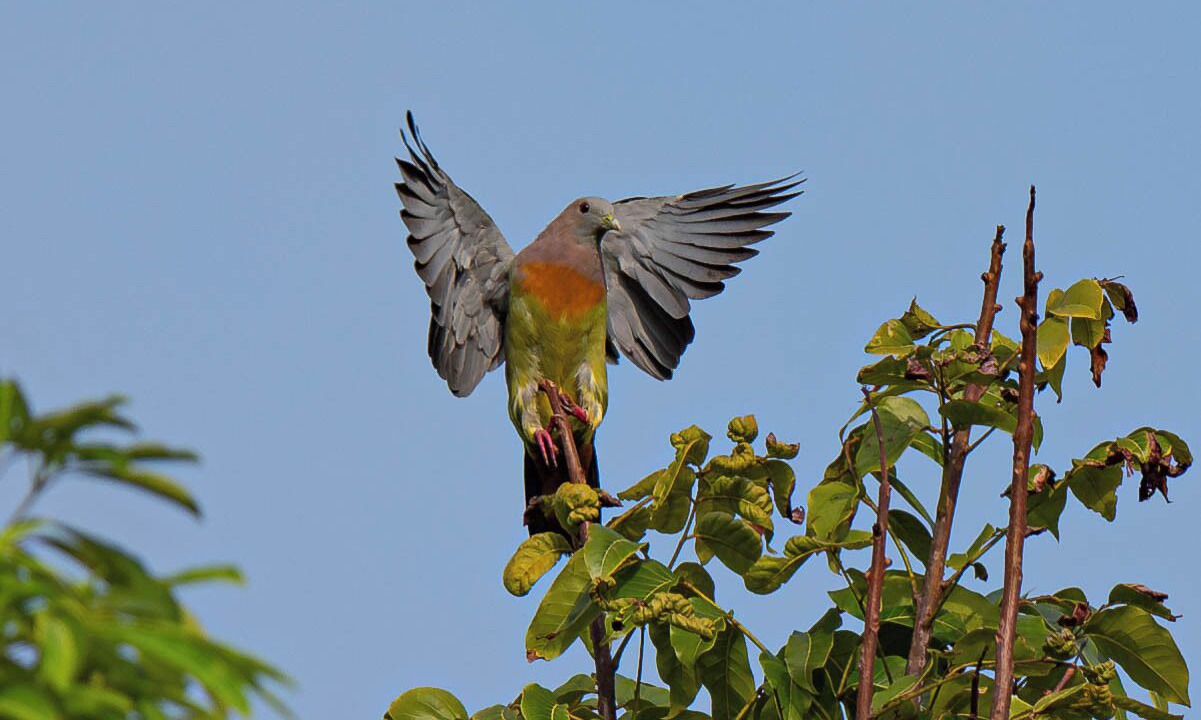 Photo of Outdoor in Loboc