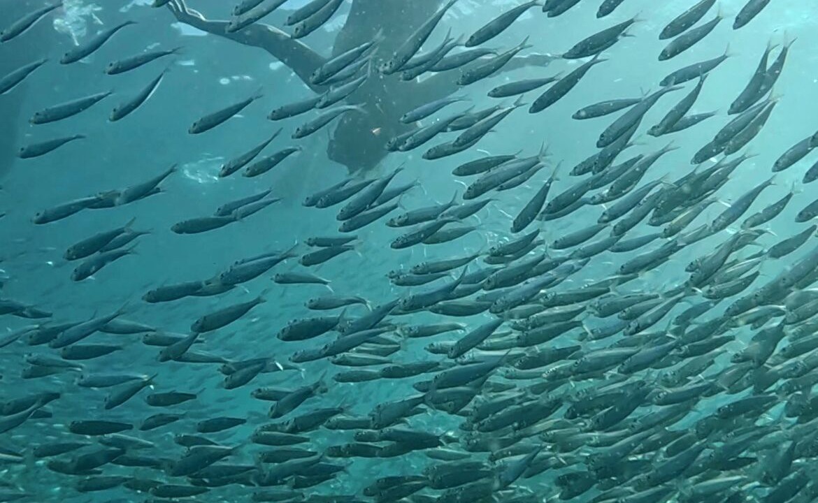 Photo of Others in Badian
