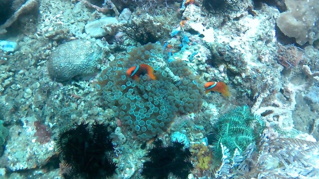 Photo of Others in Mabini