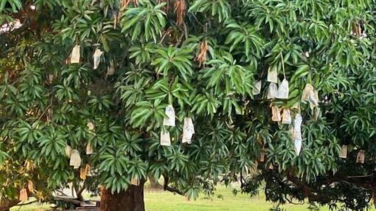 Photo of Outdoor in Cabuyao