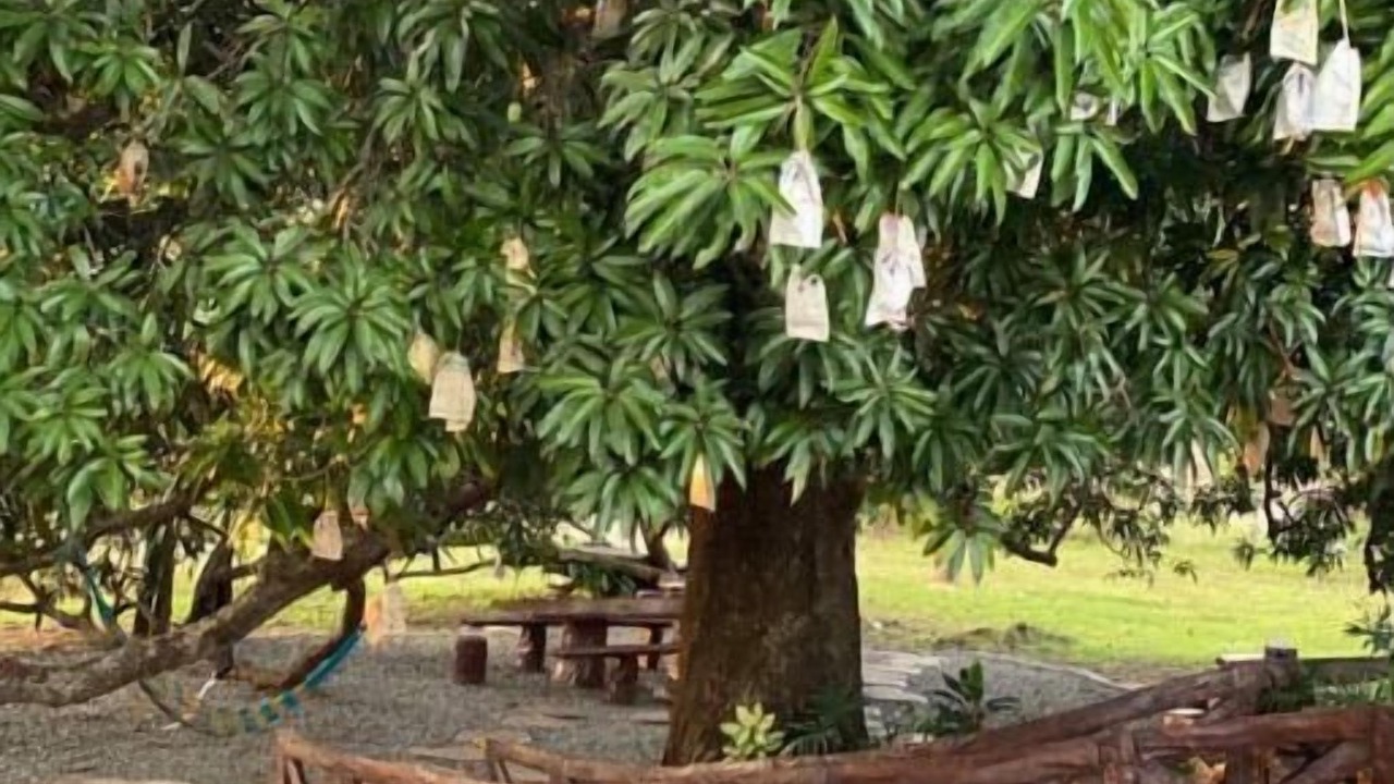 Photo of Outdoor in Cabuyao